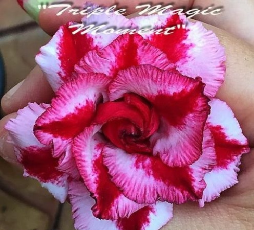 (image for) Adenium 'Triple Magic Moment' 5 Seeds - Click Image to Close